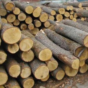 Gỗ Tròn Sồi