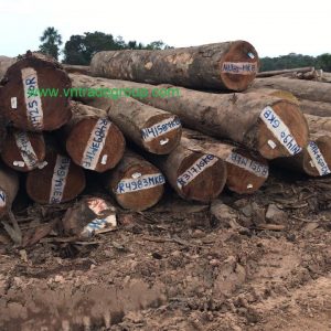 Gỗ Suriname