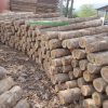 Gỗ Giã tỵ - Teak logs